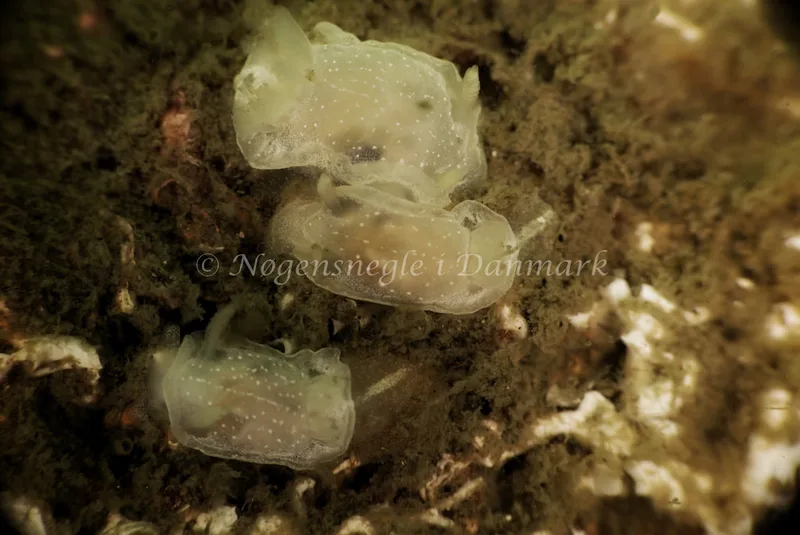 Goniodoris nodosa - Barken, Saltum Strand - Foto: Ib Sørensen