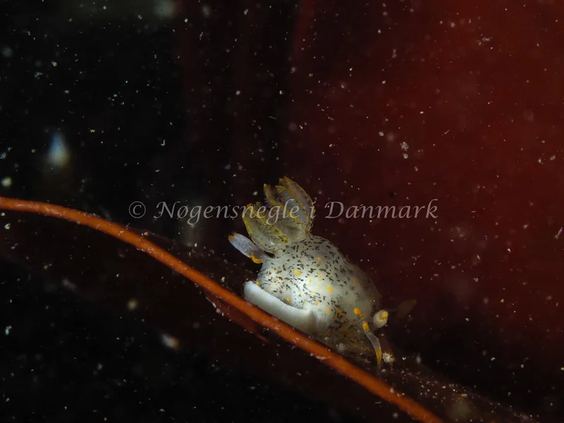 Polycera norvegica - Løkken - Foto: Michael Christensen