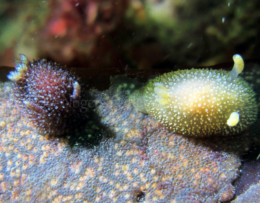 Foto: Claus Neupart ....... Acanthodoris pilosa - www.nudibranchia.dk - Nøgensnegle i Danmark