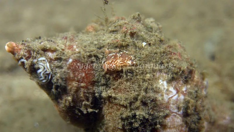Facelina cf. bostoniensis - Trykkerdammen - Foto: Thomas Blume