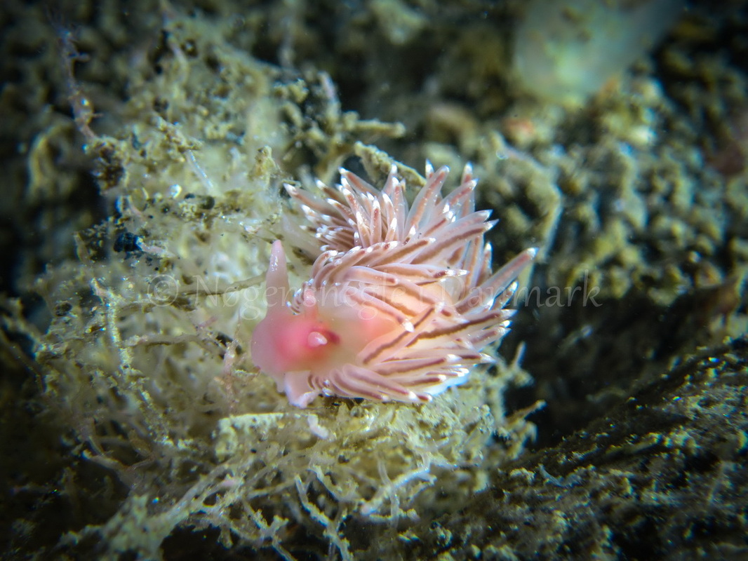 Foto: Claus Neupart ....... Facelina cf bostoniensis -- www.nudibranchia.dk