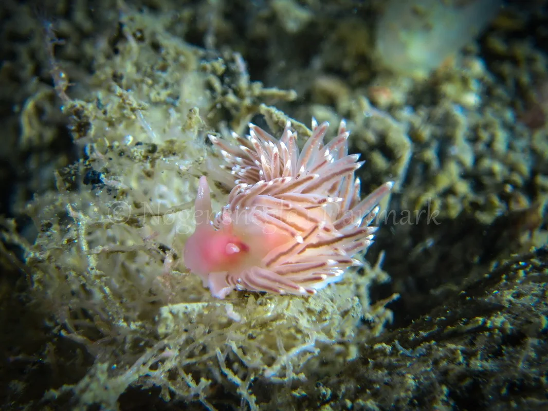 Foto: Claus Neupart ....... Facelina cf bostoniensis -- www.nudibranchia.dk