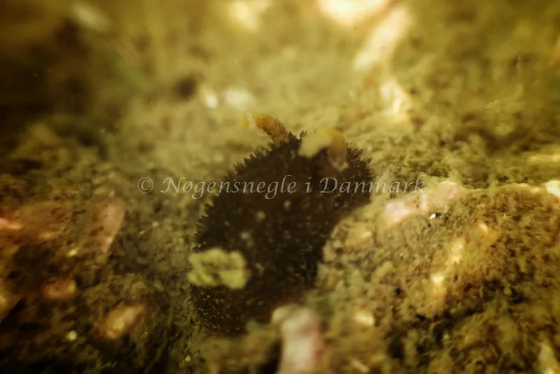 Acanthodoris pilosa - Barken, Saltum Strand - Foto: Ib Sørensen