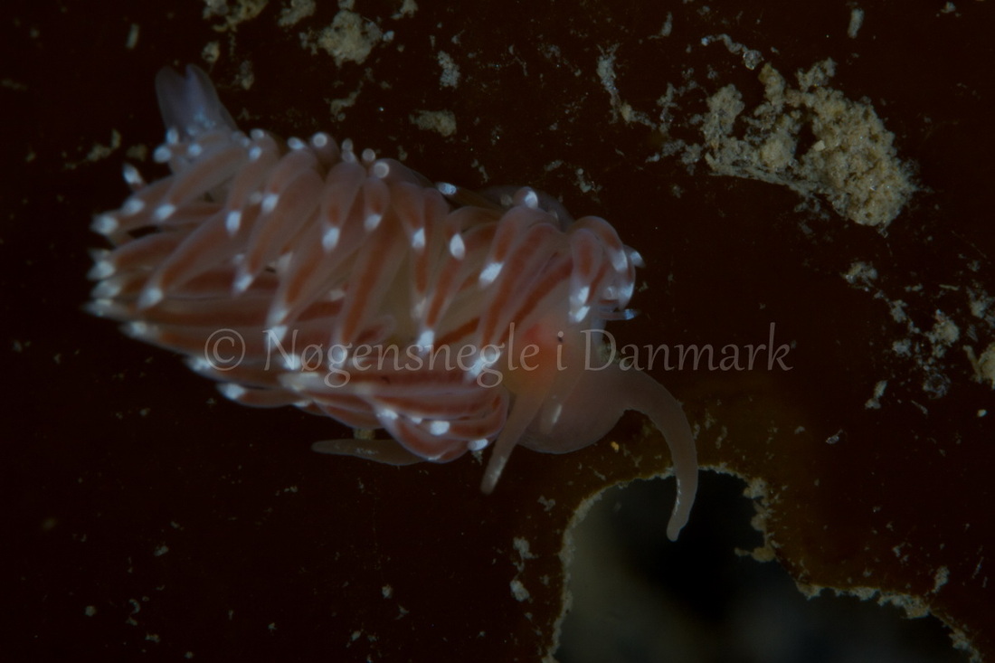 Foto: Poul Erik Rasmussen ....... Facelina bostoniensis-- www.nudibranchia.dk