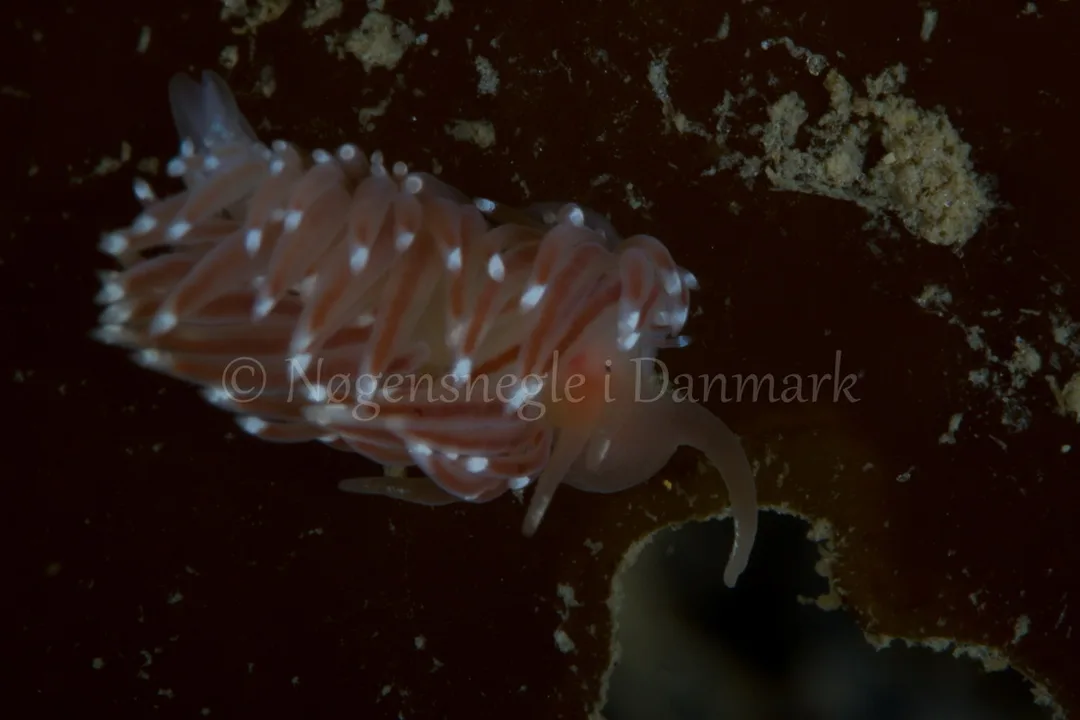 Foto: Poul Erik Rasmussen ....... Facelina bostoniensis-- www.nudibranchia.dk