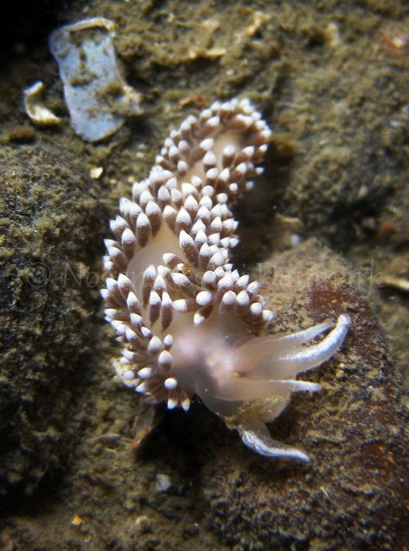 Foto: Claus Neupart ....... Flabellina verrucosa - www.nudibranchia.dk - Nøgensnegle i Danmark