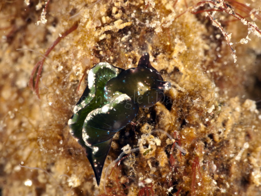 Foto: Jørn Ari ....Elysia viridis -www.nudibranchia.dk - Nøgensnegle i Danmark