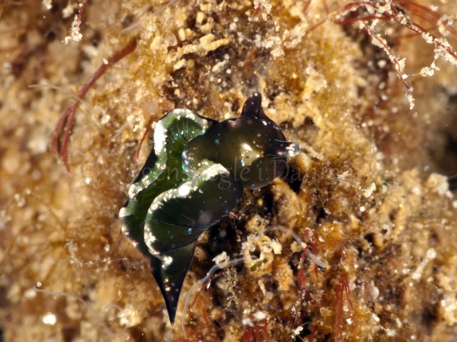 Foto: Jørn Ari ....Elysia viridis -www.nudibranchia.dk - Nøgensnegle i Danmark
