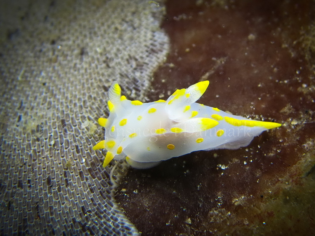 Foto: Claus Neupart ....... Polycera quadrilineata -- www.nudibranchia.dk