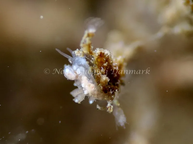 Eubranchus exiguus - Lyngsbo Strand - Foto: HP Ølgaard
