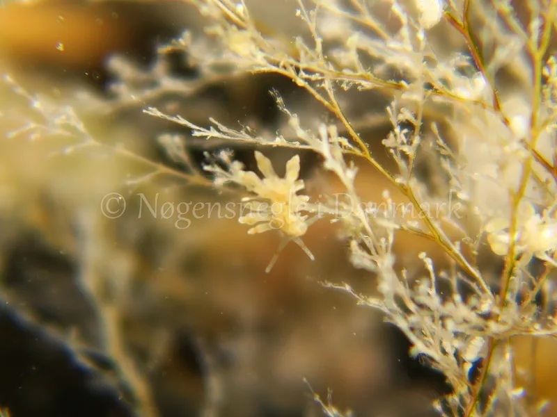 Eubranchus rupium - Søbadet Stenrev, Lillebælt - Foto: HP Ølgaard