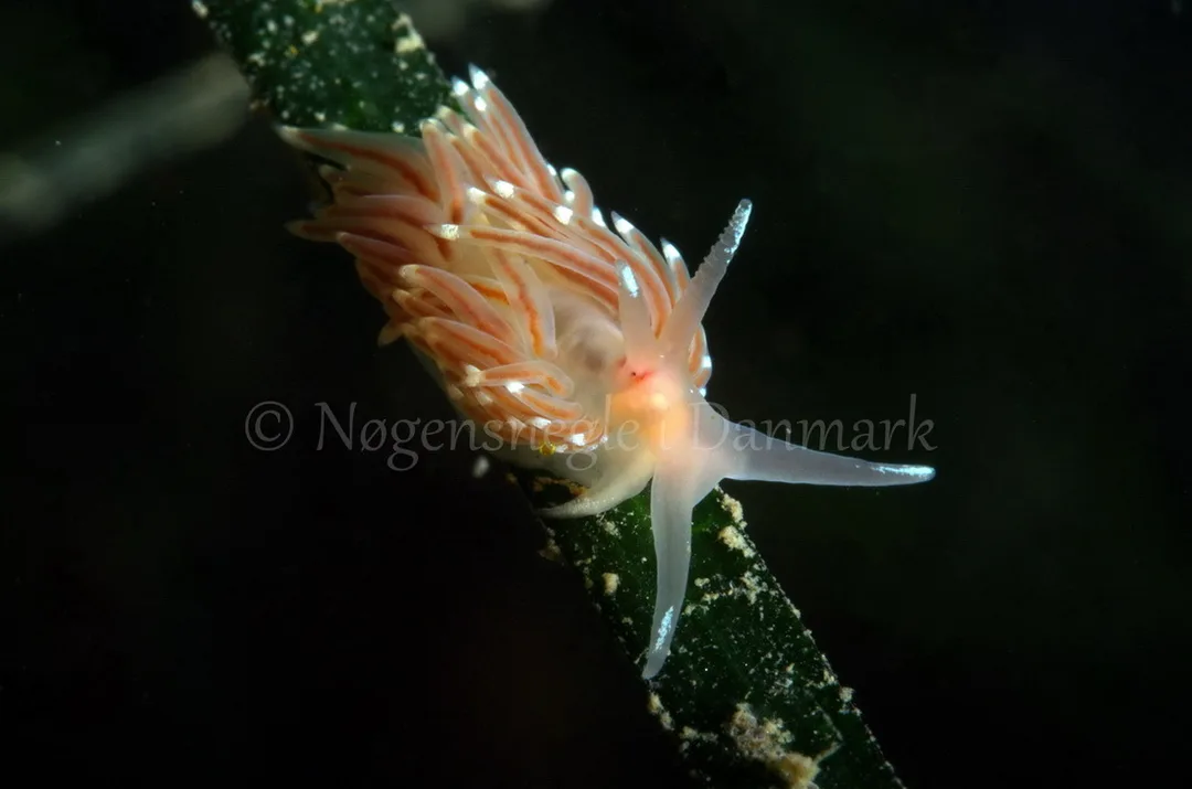 Foto: Jørn Ari ....... Facelina bostoniensis -- www.nudibranchia.dk