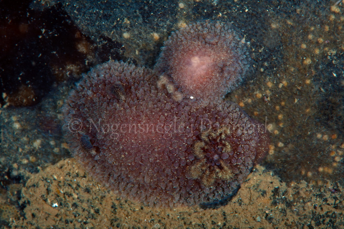 Foto: Poul Erik Rasmussen ....... Acanthodoris pilosa - www.nudibranchia.dk - Nøgensnegle i Danmark