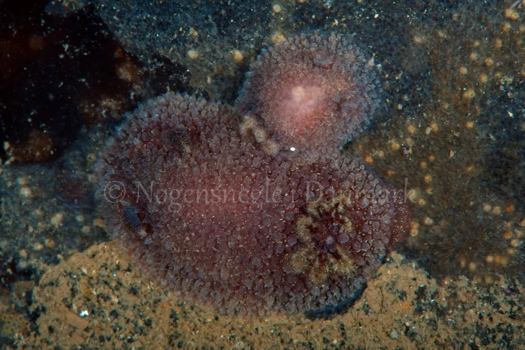 Foto: Poul Erik Rasmussen ....... Acanthodoris pilosa - www.nudibranchia.dk - Nøgensnegle i Danmark