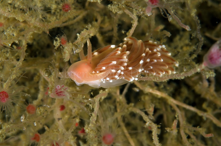 Foto: Jørn Ari ....... Facelina bostoniensis - www.nudibranchia.dk - Nøgensnegle i Danmark