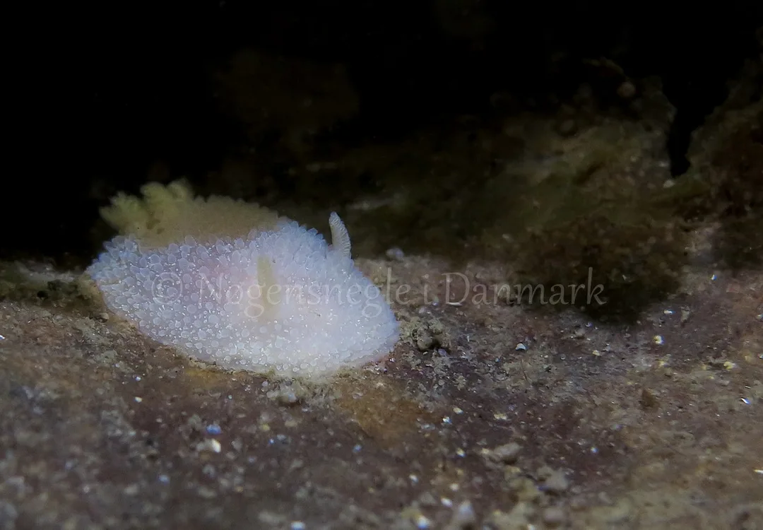 Foto: Anders Skov Hansen ....... Acanthodoris pilosa -- www.nudibranchia.dk