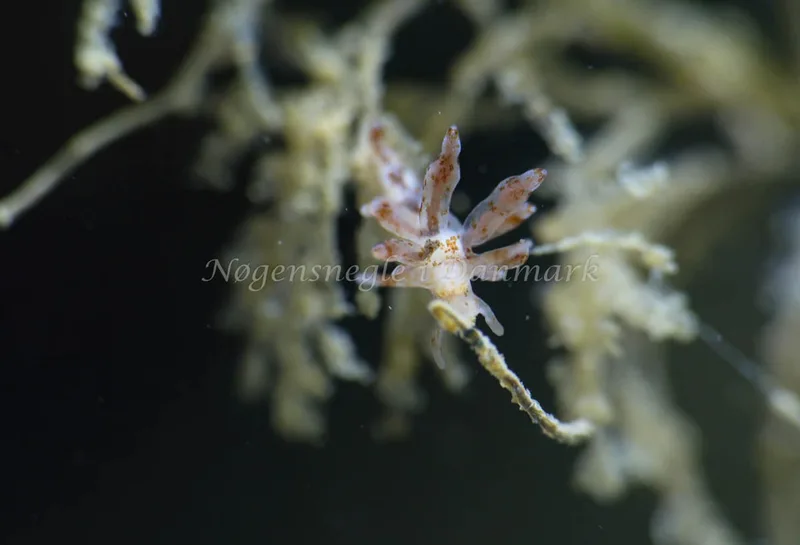 Eubranchus rupium - Lyngsbo Strand - Foto: Annette Jørgensen