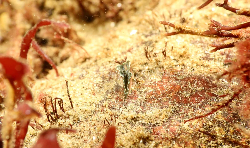 Elysia viridis - Ammoniakhavnen - Foto: Søren Skov Nielsen