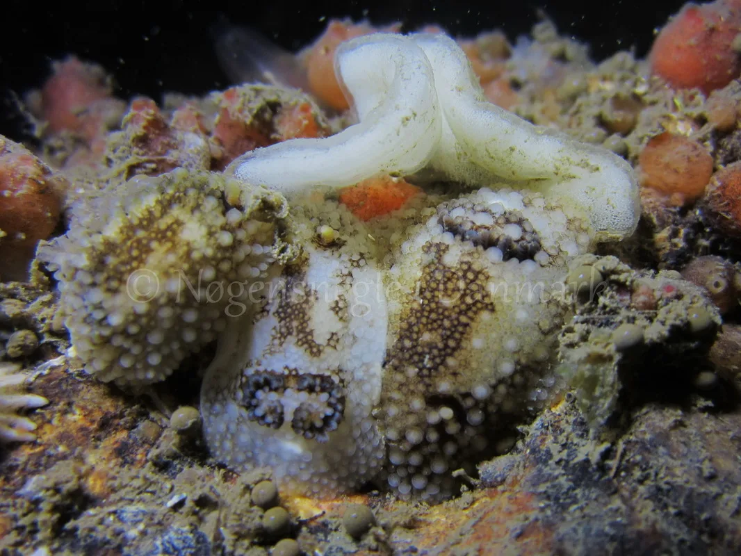 Foto: Claus Neupart ....... Onchidoris bilamellata - www.nudibranchia.dk - Nøgensnegle i Danmark