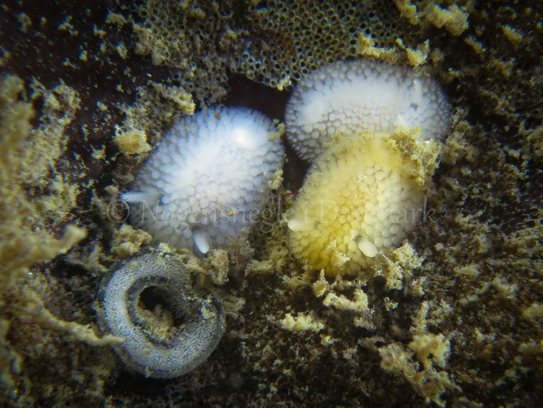 Foto: Claus Neupart ....... Onchidoris muricata -- www.nudibranchia.dk