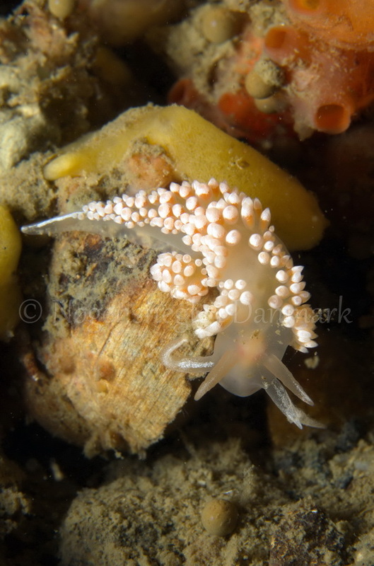 Foto: Jørn Ari....... Flabellina verrucosa - www.nudibranchia.dk - Nøgensnegle i Danmark