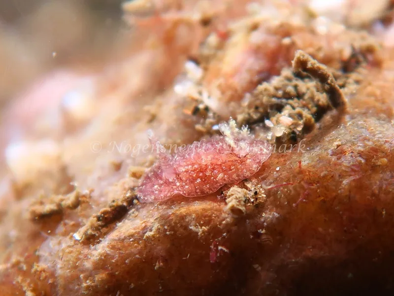Acanthodoris pilosa - Lyngsbo Strand - Foto: HP Ølgaard