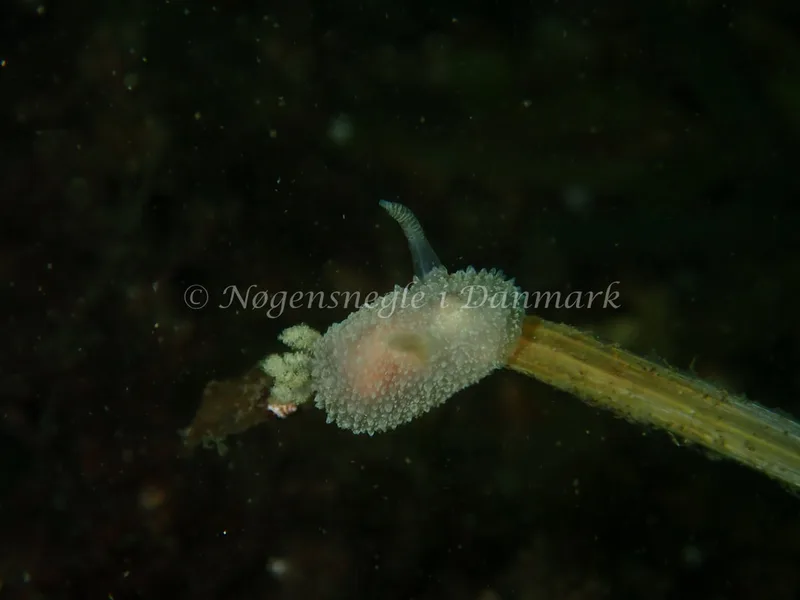 Acanthodoris pilosa - Havheksen - Foto: Luna Fomsgaard