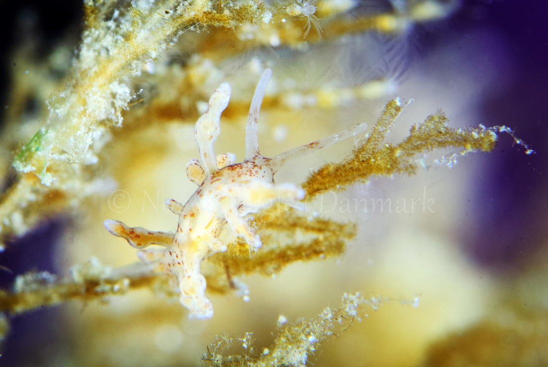Foto: Peter Kaiser ....... Eubranchus rupium - www.nudibranchia.dk - Nøgensnegle i Danmark