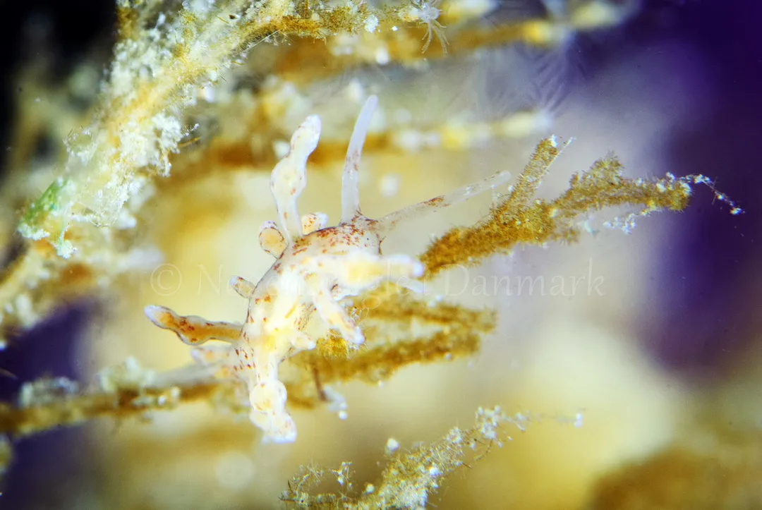 Foto: Peter Kaiser ....... Eubranchus rupium - www.nudibranchia.dk - Nøgensnegle i Danmark
