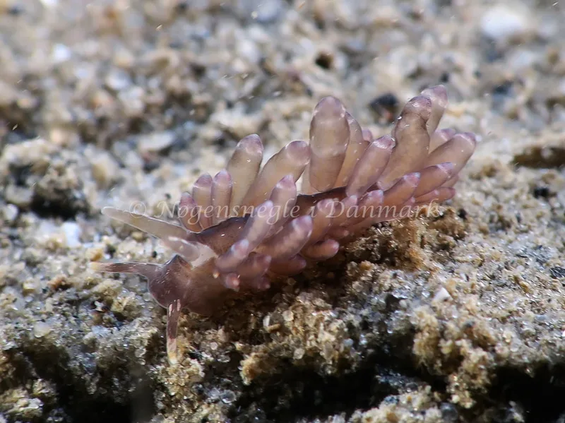 Amphorina viriola - Lyngsbo Strand - Foto: HP Ølgaard
