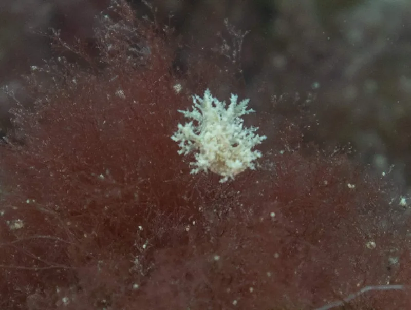 Dendronotus frondosus - Gåsevig Lejrskole - Foto: Steen Absalon