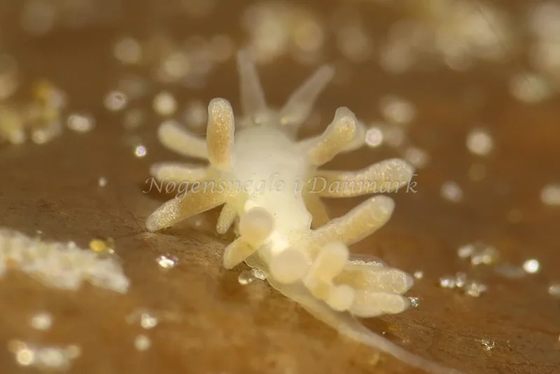 Embletonia pulchra - Knudshoved Færgehavn - Foto: AnneKatrine Frederiksen