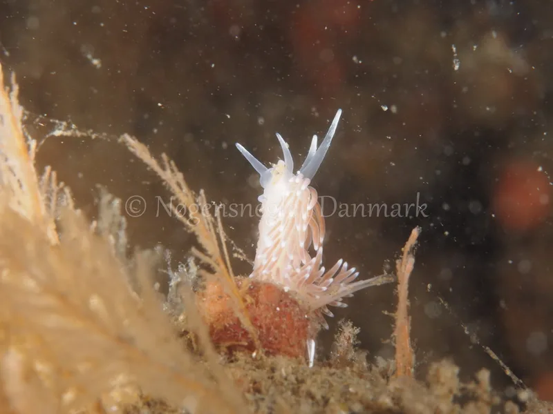 Cuthonella concinna - Ammoniakhavnen - Foto: Michael Christensen
