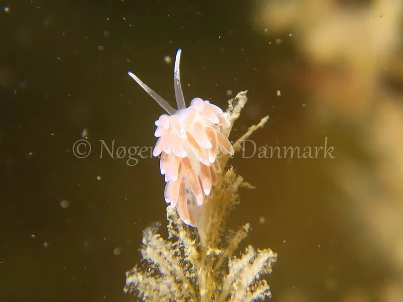 Cuthonella concinna - Søbadet Stenrev, Lillebælt - Foto: HP Ølgaard