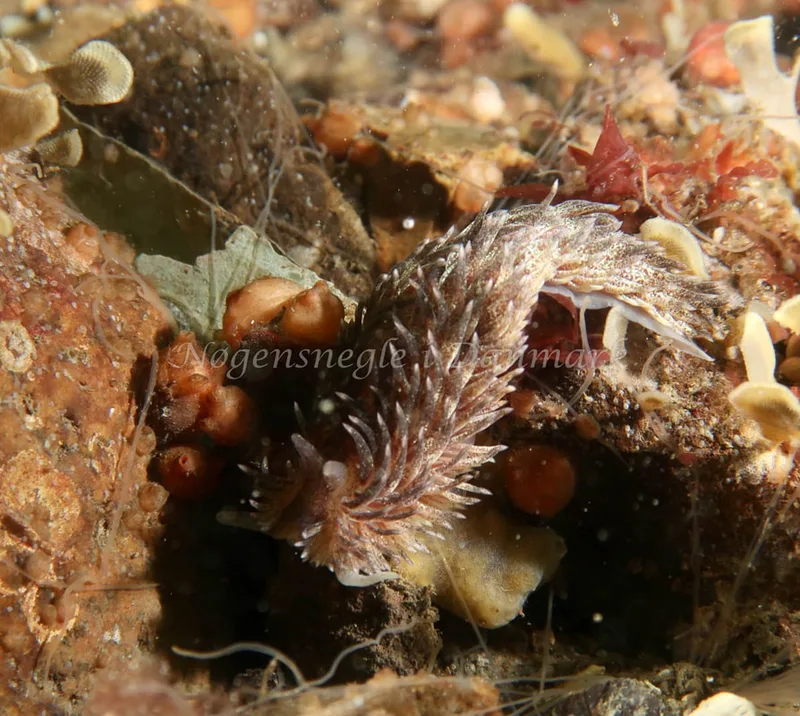 Aeolidia papillosa - Ammoniakhavnen - Foto: Søren Skov Nielsen