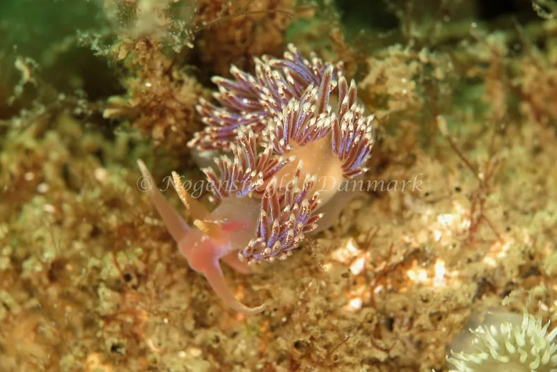 Facelina auriculata - Barken (Vrag) ved Saltum Strand - Foto: Ib Sørensen