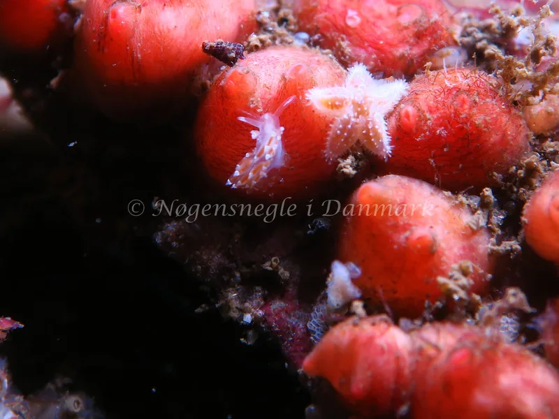 Coryphella verrucosa rufibranchialis - Lyngsbo Strand - Foto: HP Ølgaard
