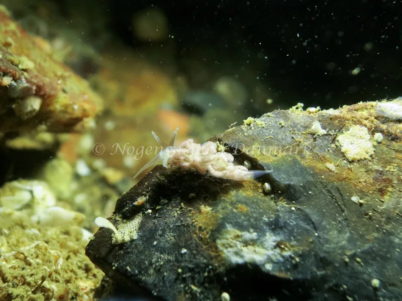 Favorinus branchialis - Lyngsbo Strand - Foto: AnneKatrine Frederiksen