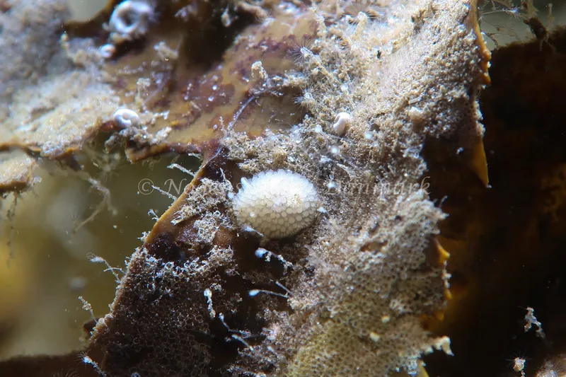Onchidoris muricata - Lyngsbo Strand - Foto: AnneKatrine Frederiksen
