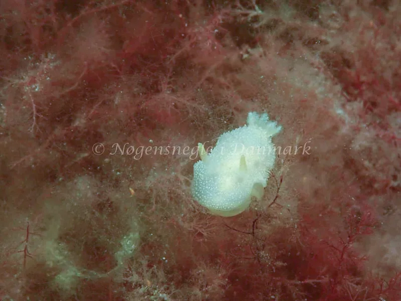 Acanthodoris pilosa - Whiskey Reef, Skovshoved Havn - Foto: Lonnie Andersen