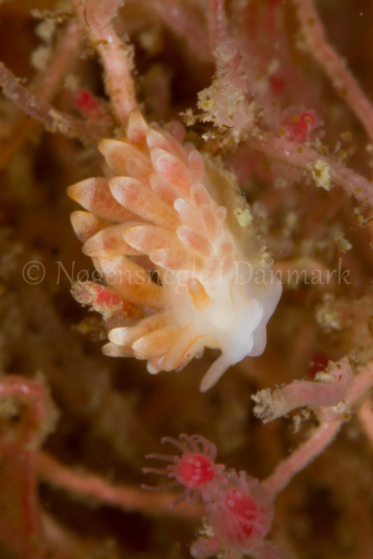 Foto: Poul Erik Rasmussen ....... Cuthona gymnota -- www.nudibranchia.dk