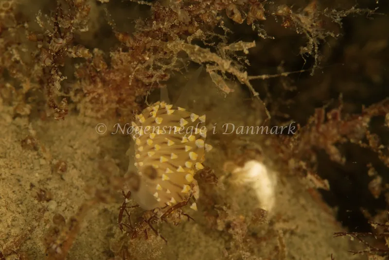 Eubranchus tricolor - Stenrev ved Løkken - Foto: Ib Sørensen