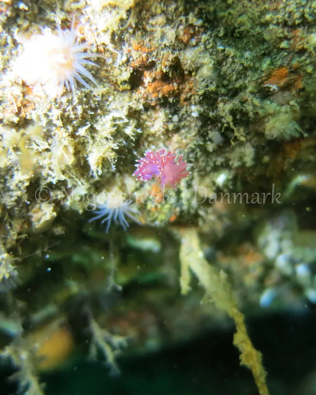 Foto: Emil Vesterager ....... Flabellina pedata --- www.nudibranchia.dk