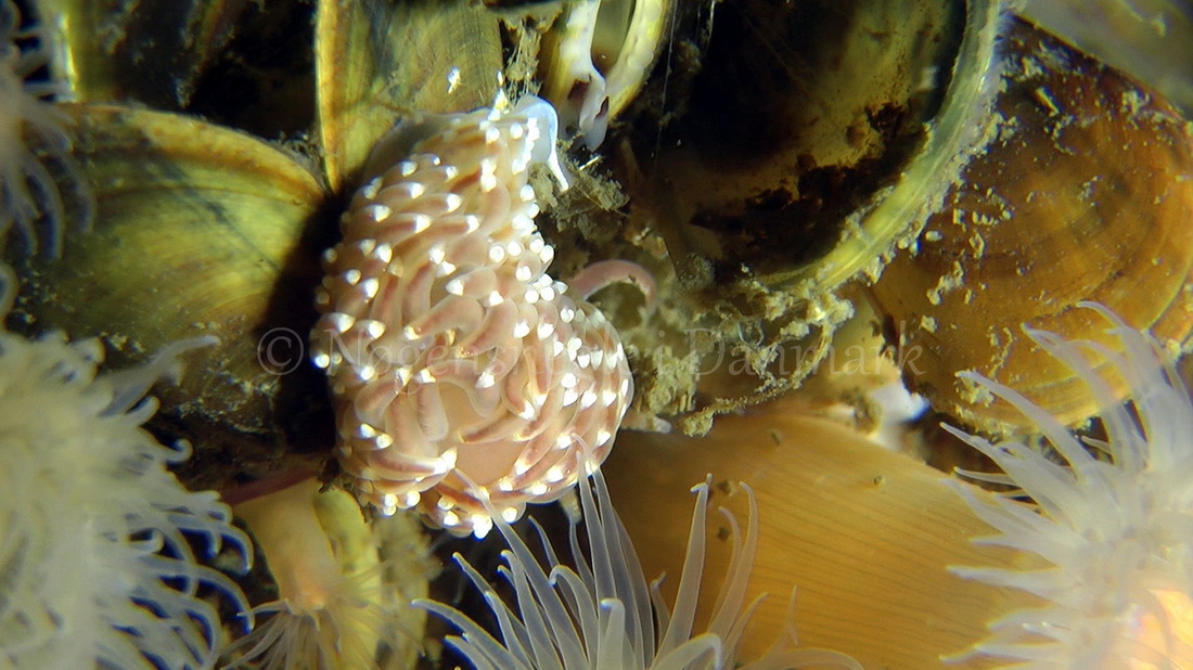 Foto: Thomas Blume ....... Facelina bostoniensis -- www.nudibranchia.dk