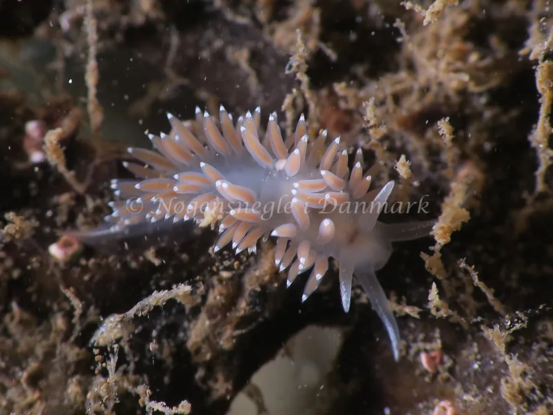 Coryphella verrucosa rufibranchialis - Lyngsbo Strand - Foto: HP Ølgaard