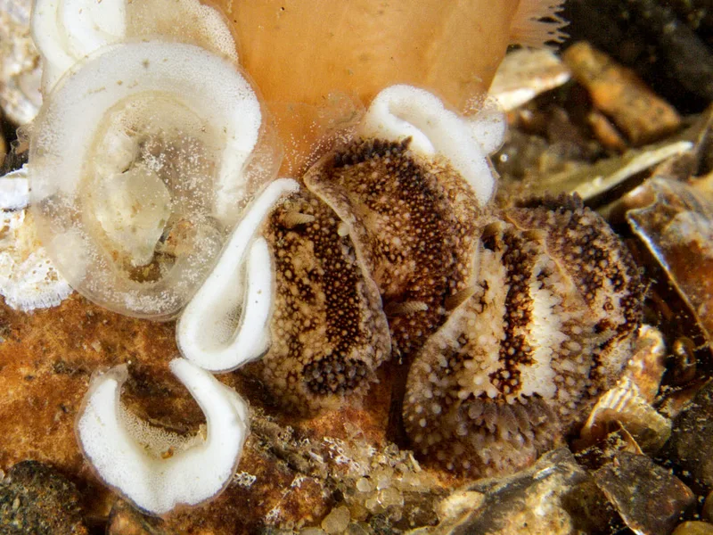 Billede af nøgensneglen Onchidoris bilamellata