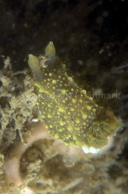 Foto: Jørn Ari ....... Palio dubia  -- www.nudibranchia.dk