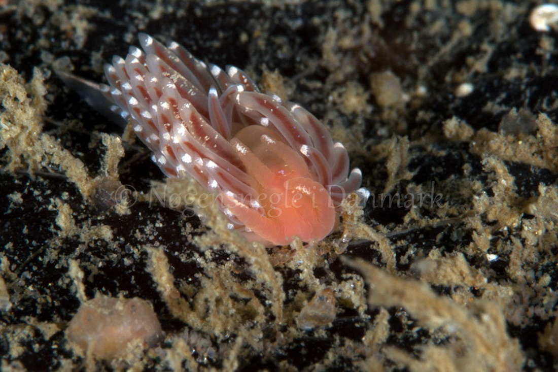 Foto: Poul Erik Rasmussen ....... Facelina bostoniensis -- www.nudibranchia.dk
