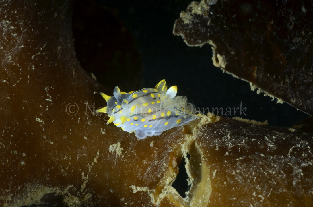 Foto: Jørn Ari ....... Polycera quadrilineata -- www.nudibranchia.dk