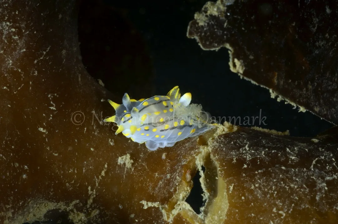 Foto: Jørn Ari ....... Polycera quadrilineata -- www.nudibranchia.dk